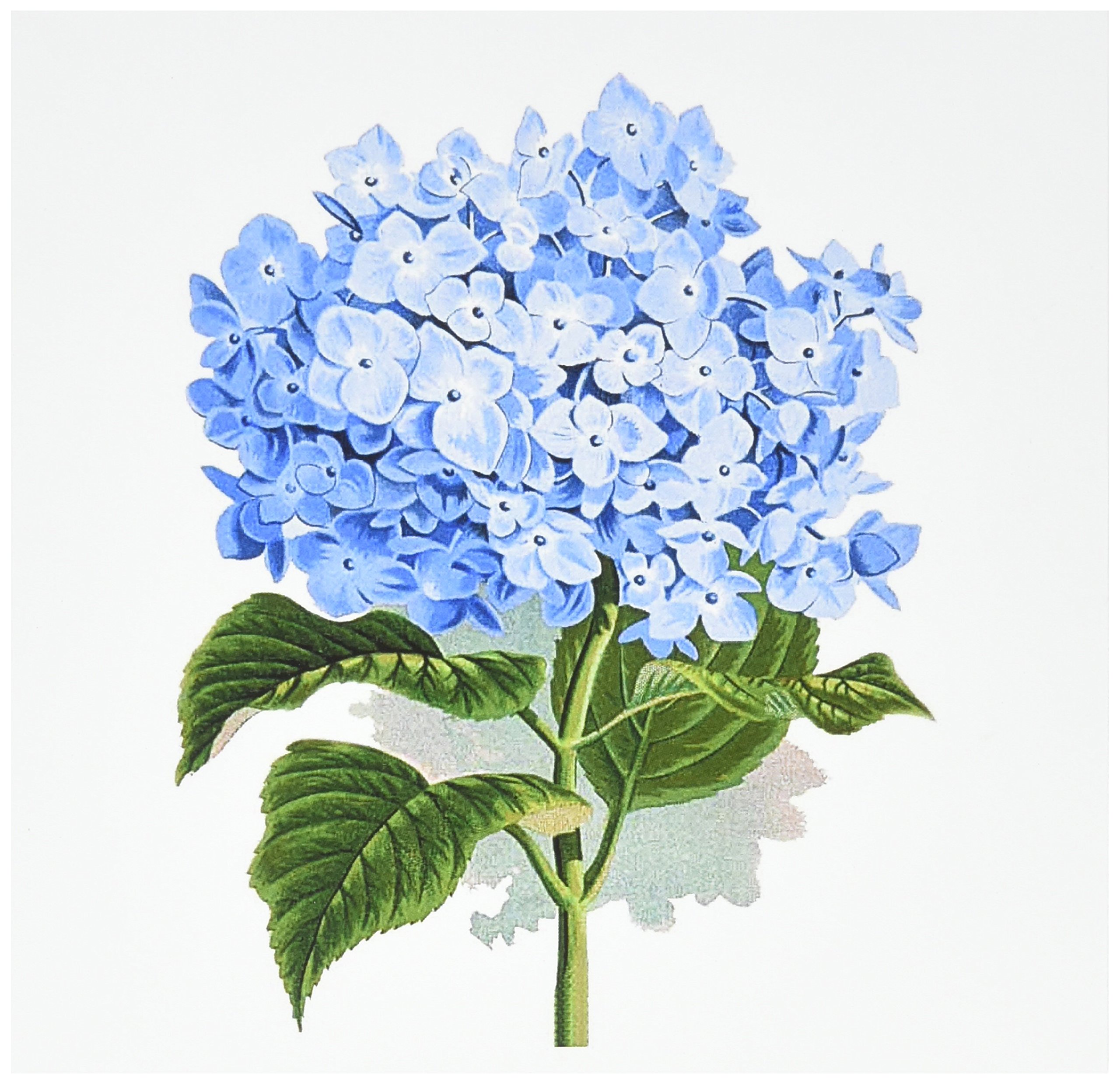 絵画　青と植物 水彩画 美しい鳥BlueJay 絵画 makochin 通販 17811358｜Creema